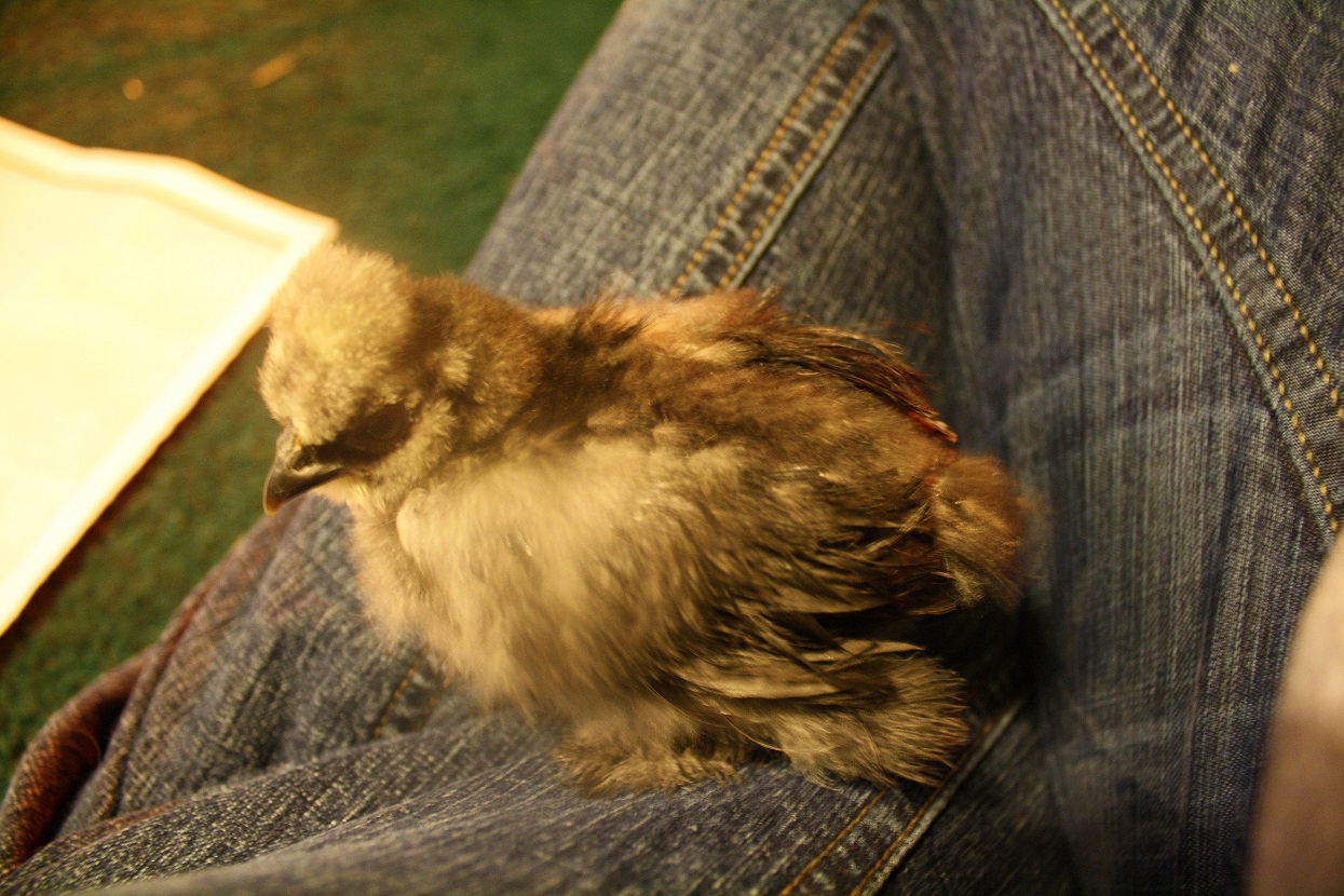 Splash 1 (a week older)