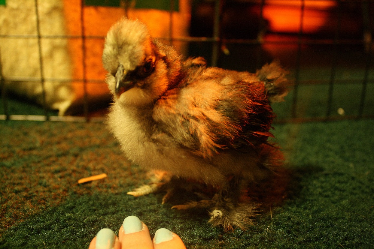 Splash 1 (a week older)