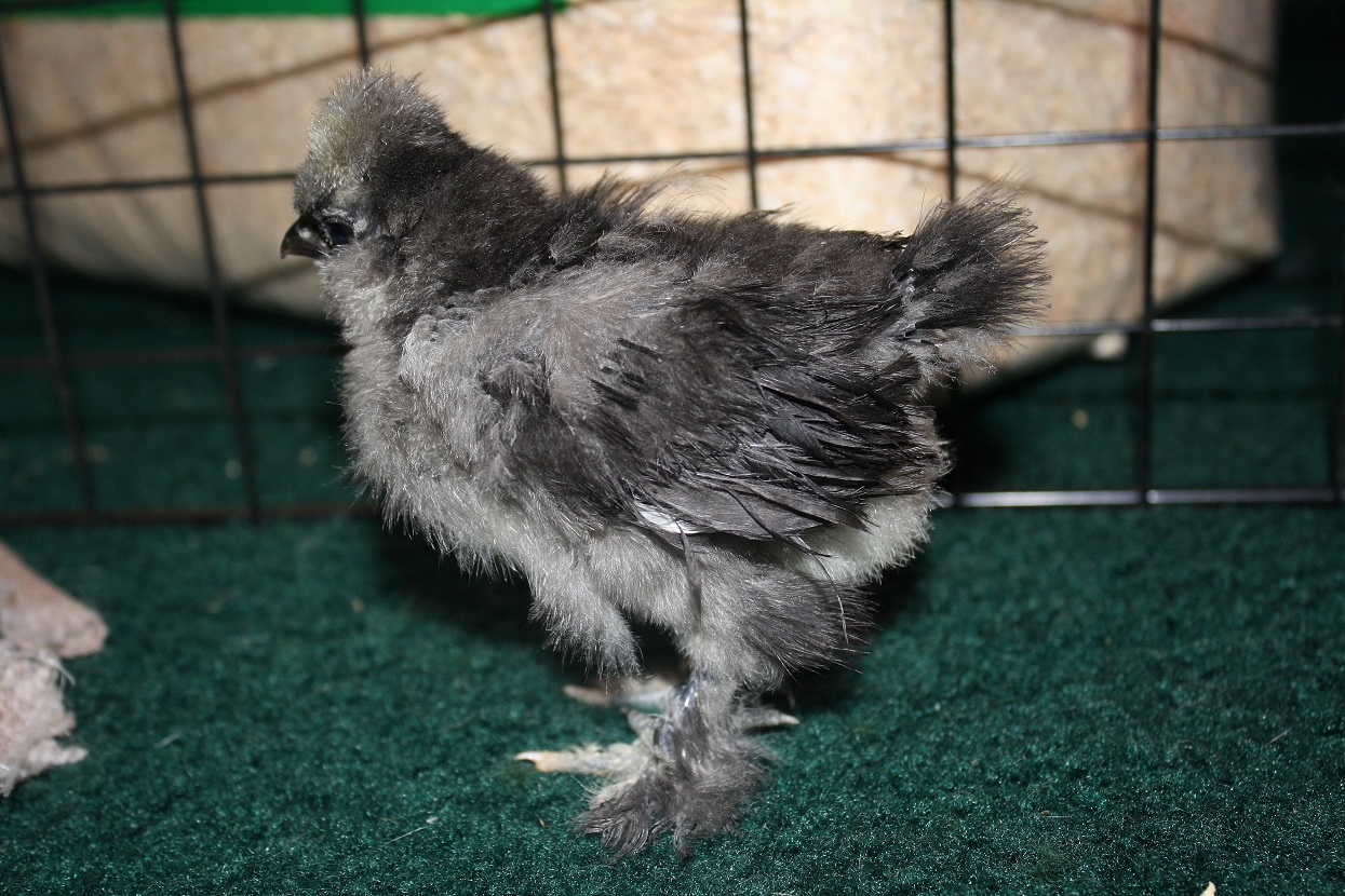 Splash 1 (a week older)