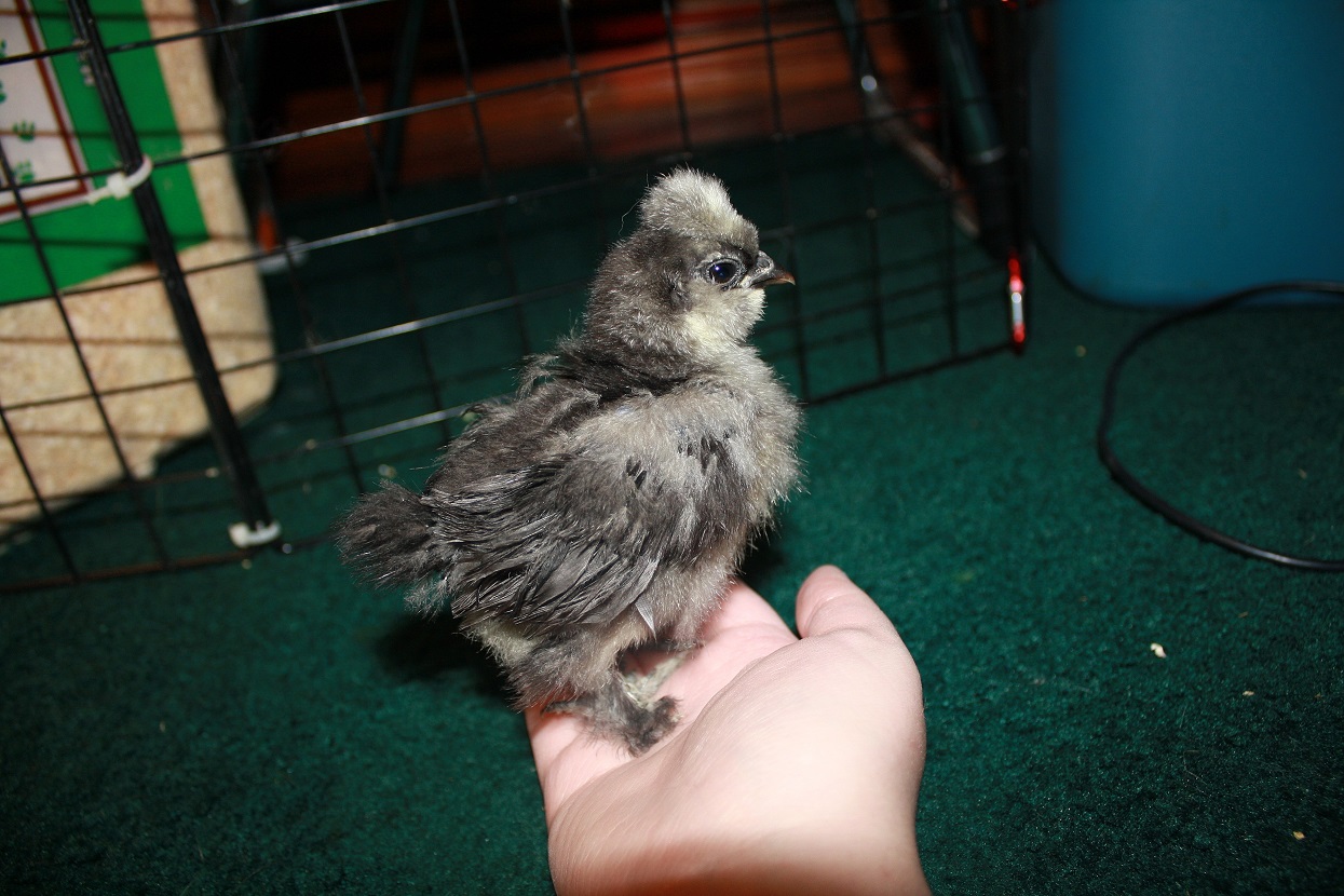 Splash 1( a week older)