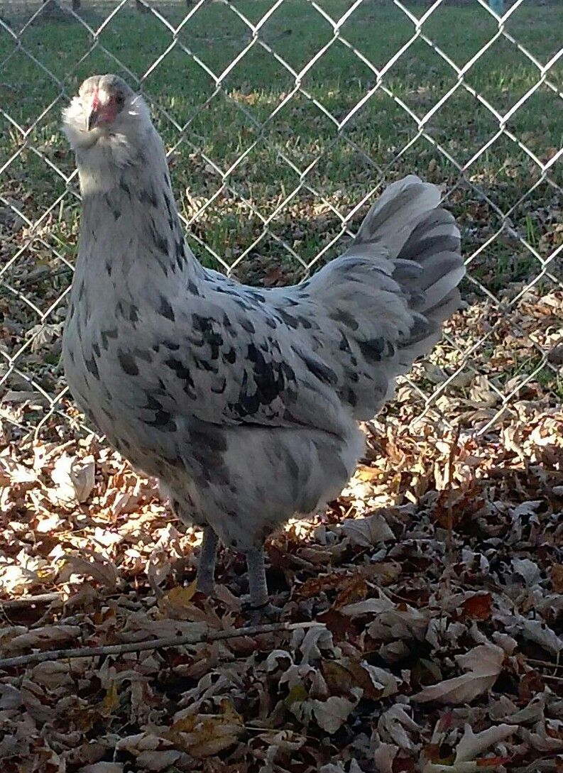 Splash Ameraucana pullet BackYard Chickens Learn How to Raise Chickens