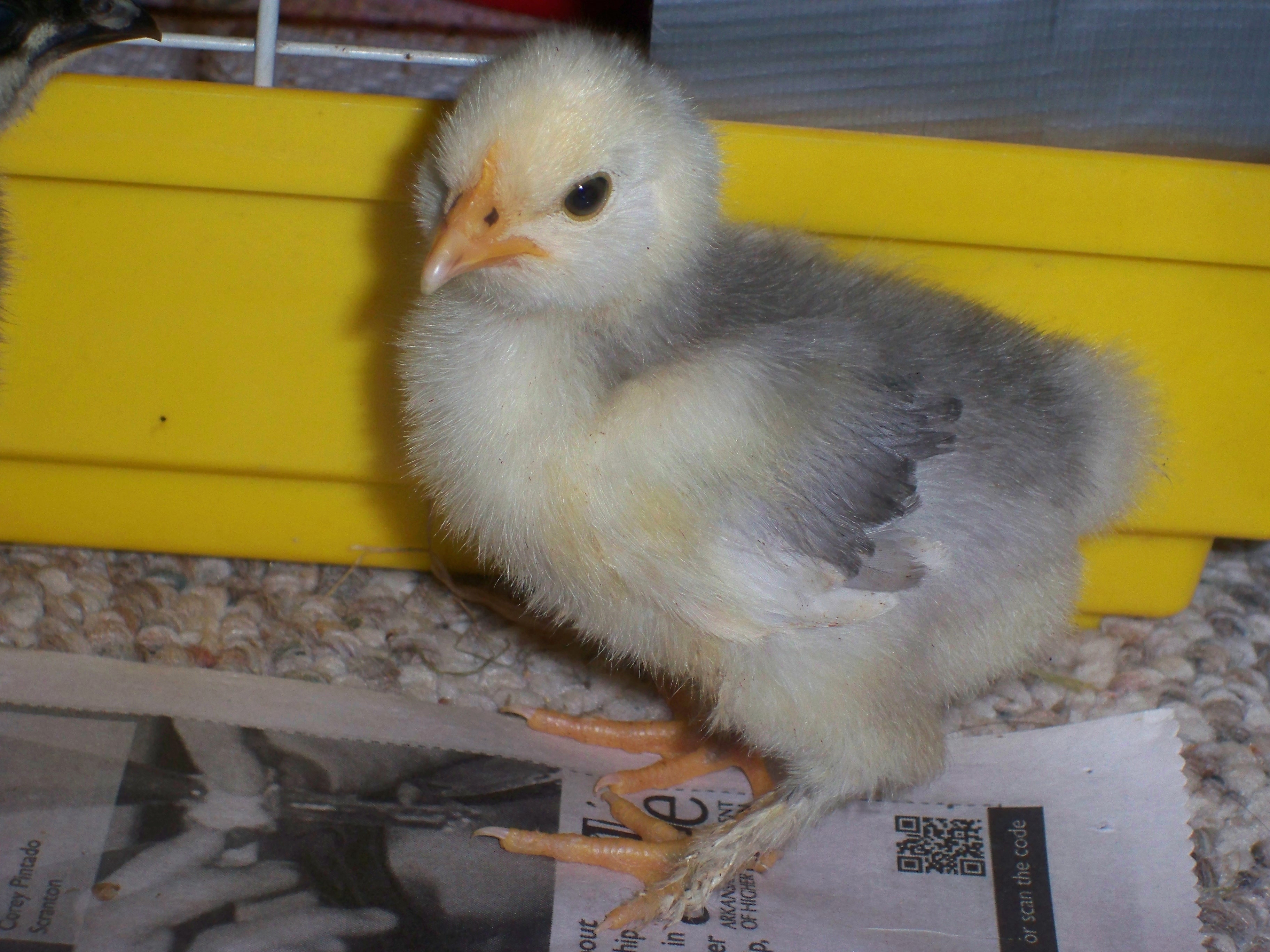 splash bantam cochin