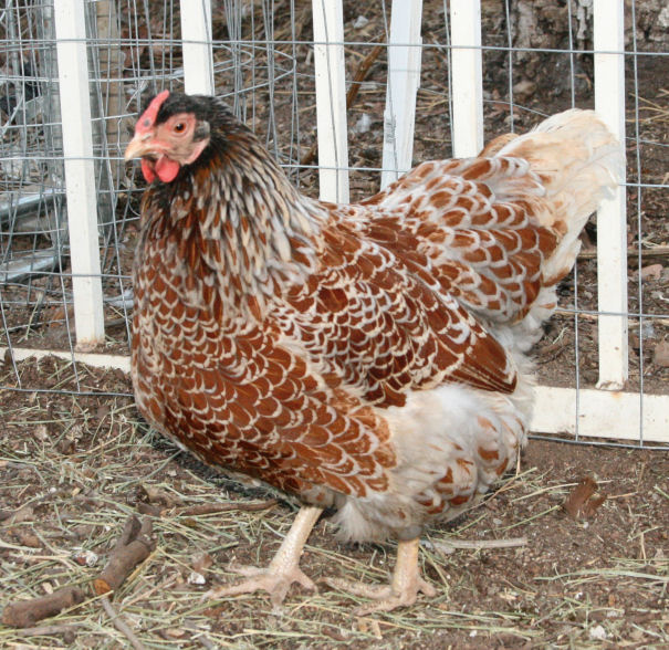 Splash BLRW hen approx 14 months