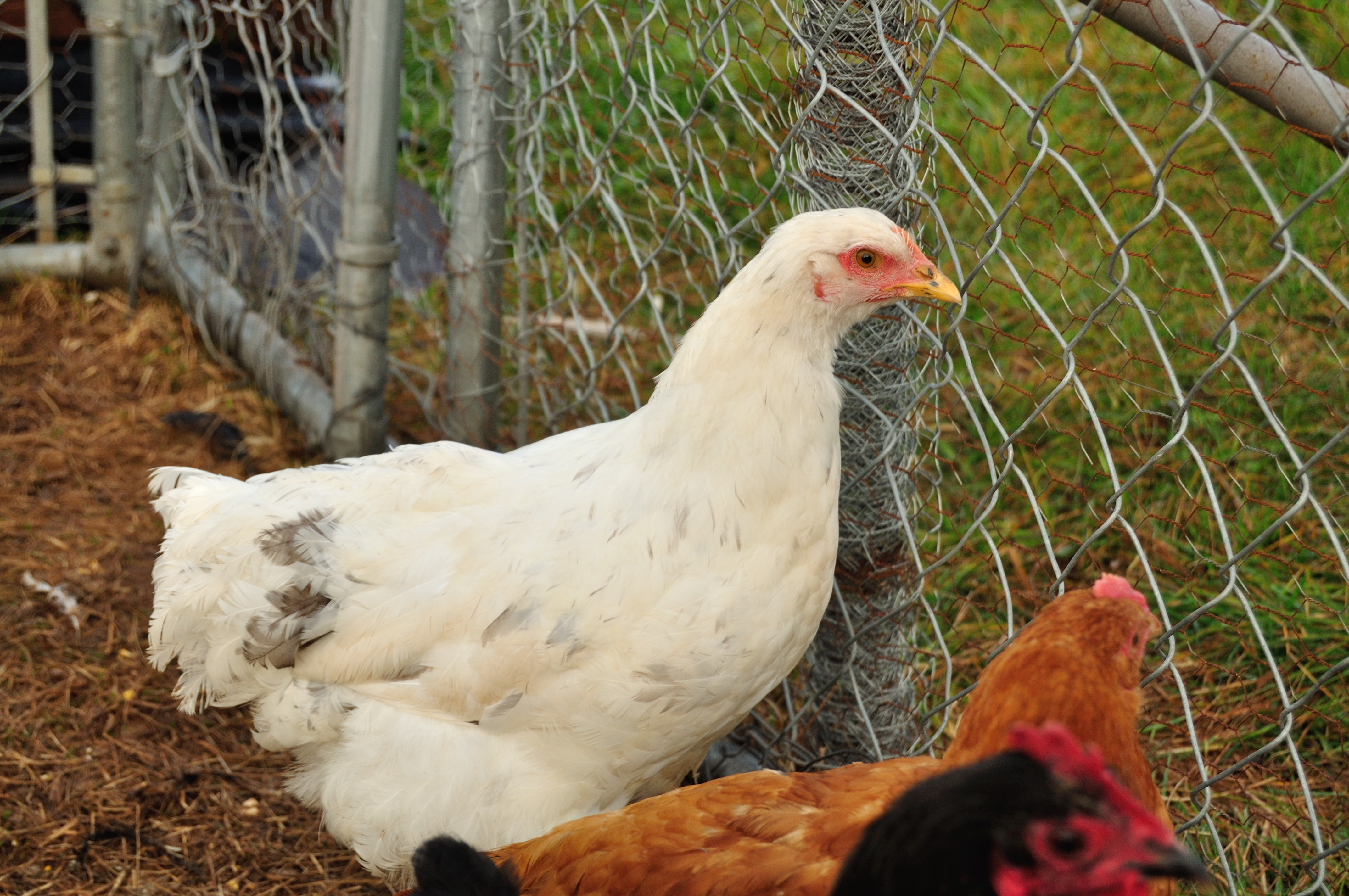 Splash Cochin LF Pullet?
Only one left of a dozen I purchased.
June 5th hatch SOLD