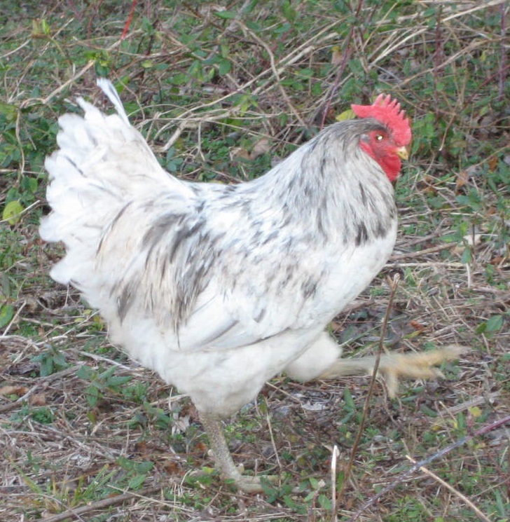Splash cockerel (2011 hatch) on the move.