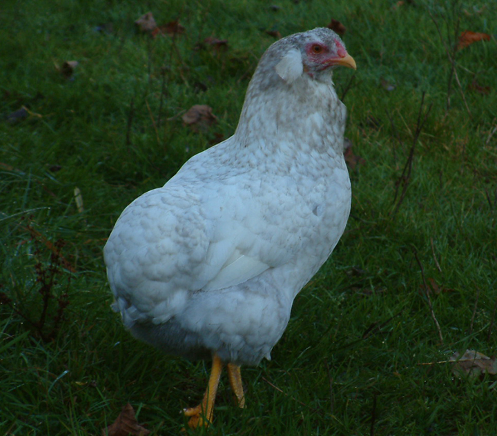 Splash Cuckoo Araucana hen