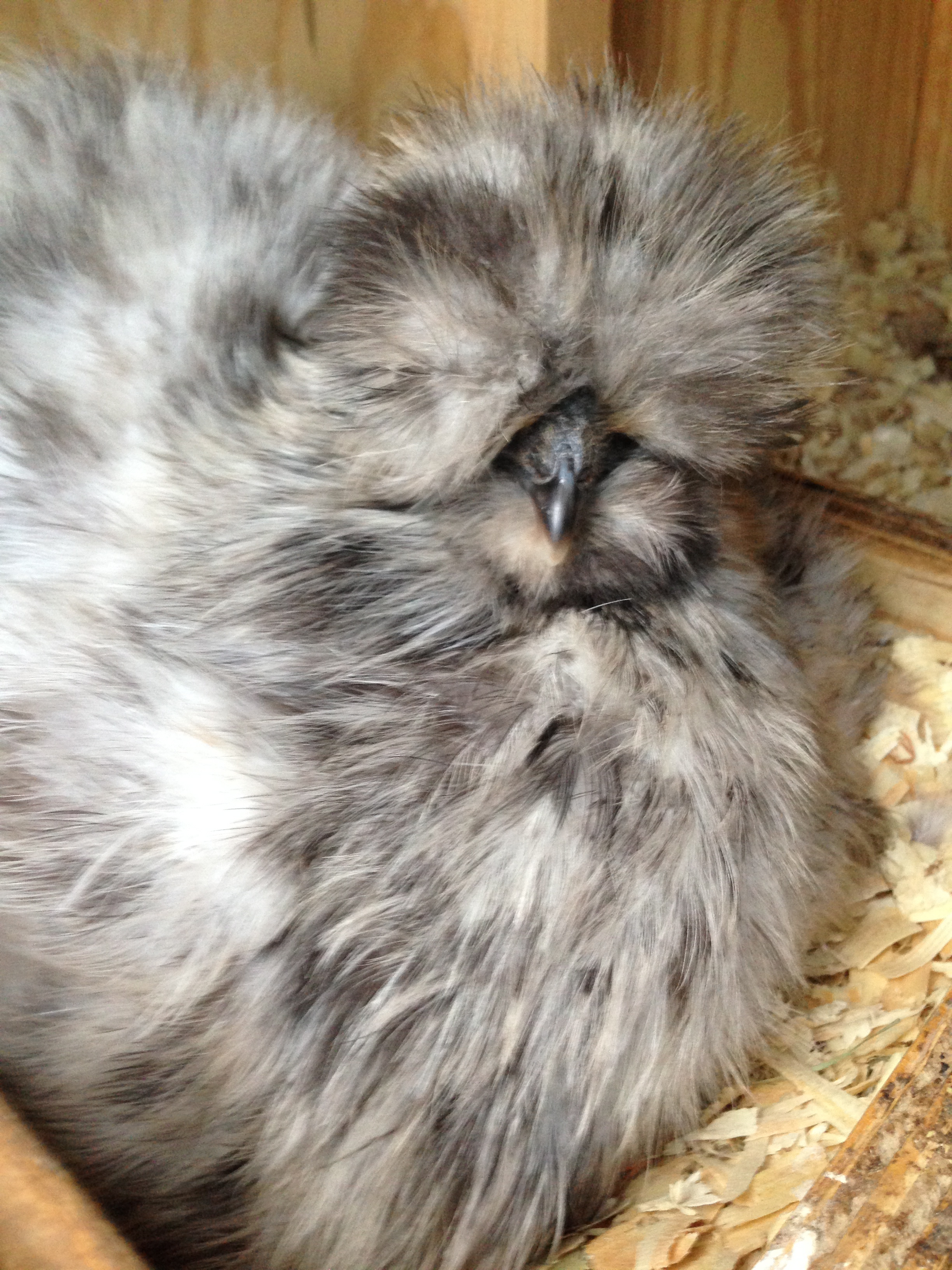 Splash hen sitting on eggs.