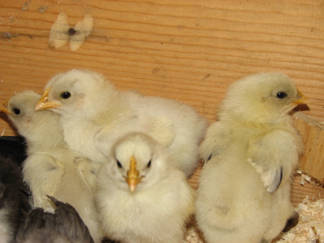 splash marans 2 weeks old