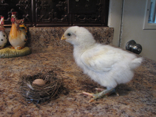 splash marans 2 weeks old