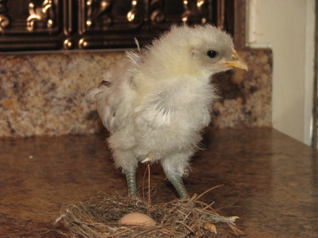 splash marans 3 weeks old