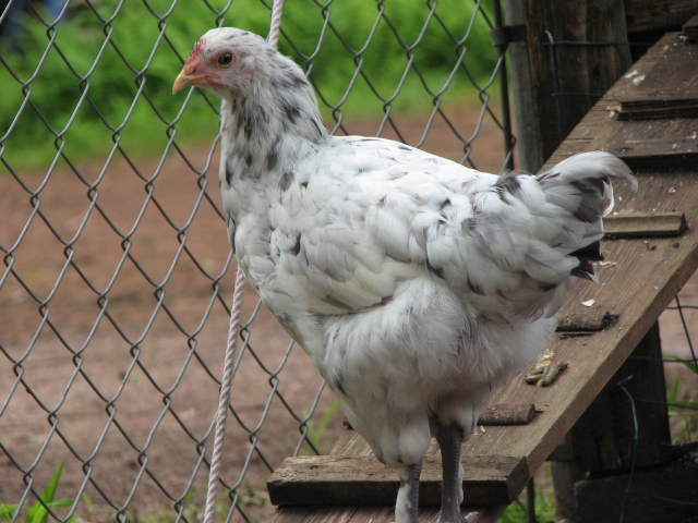 splash marans pullet