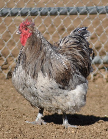 splash orpington cockerel, six months old, front