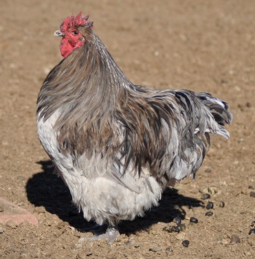 splash orpington cockerel, six months old. side