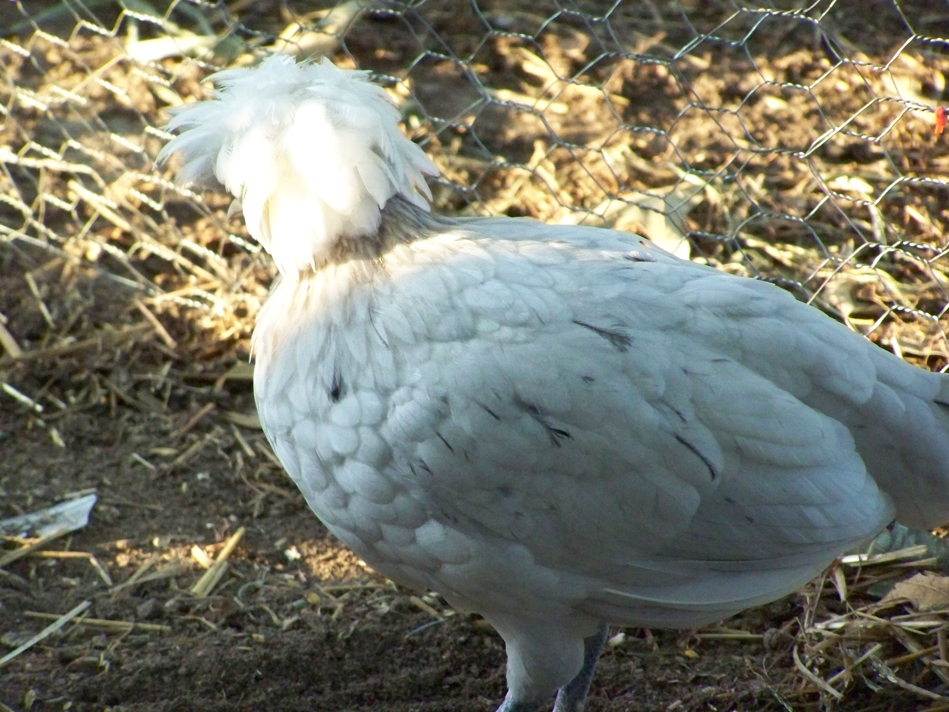 splash polish I think