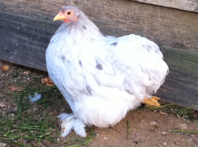 Splash Pullet 2
