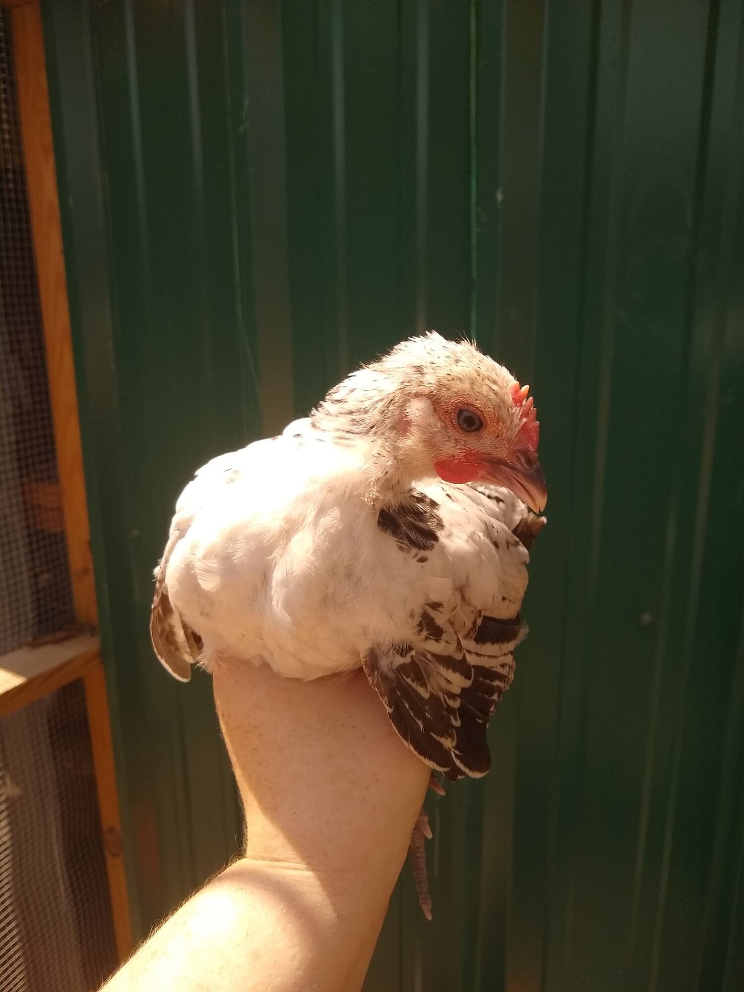 splash pullet bresse