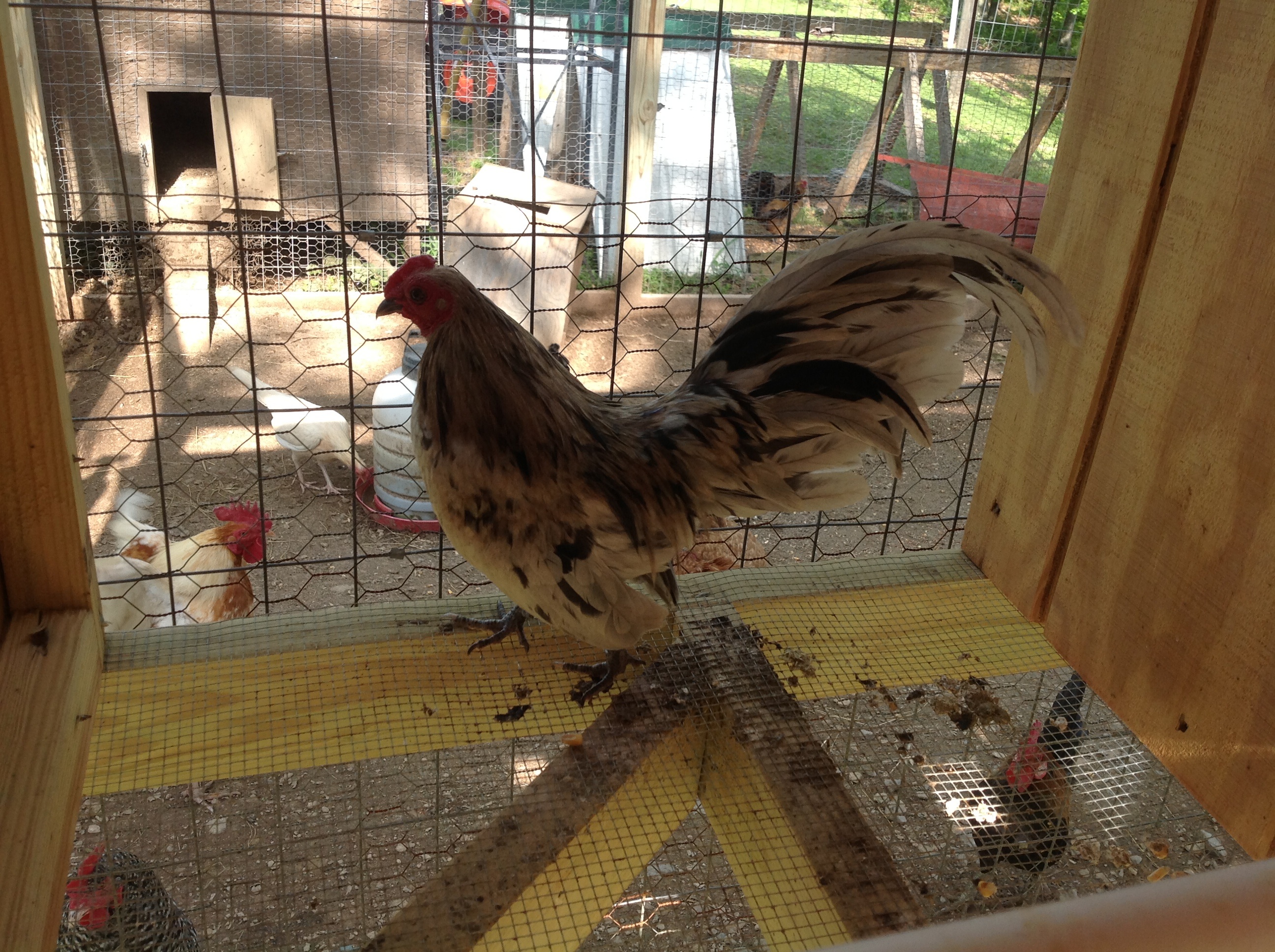 Splash rooster again