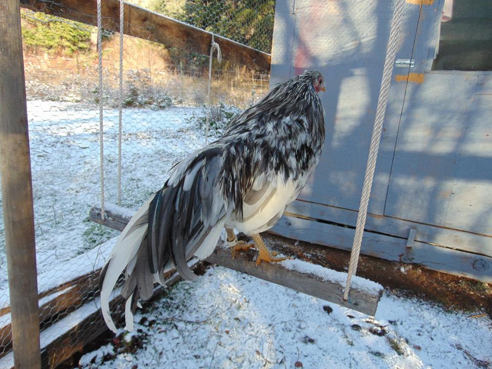 Splash Rooster Named Rannoch. Rannoch was trained to follow me, sit on my shoulder all day, fly up on my arm or a roost on command and come when called.