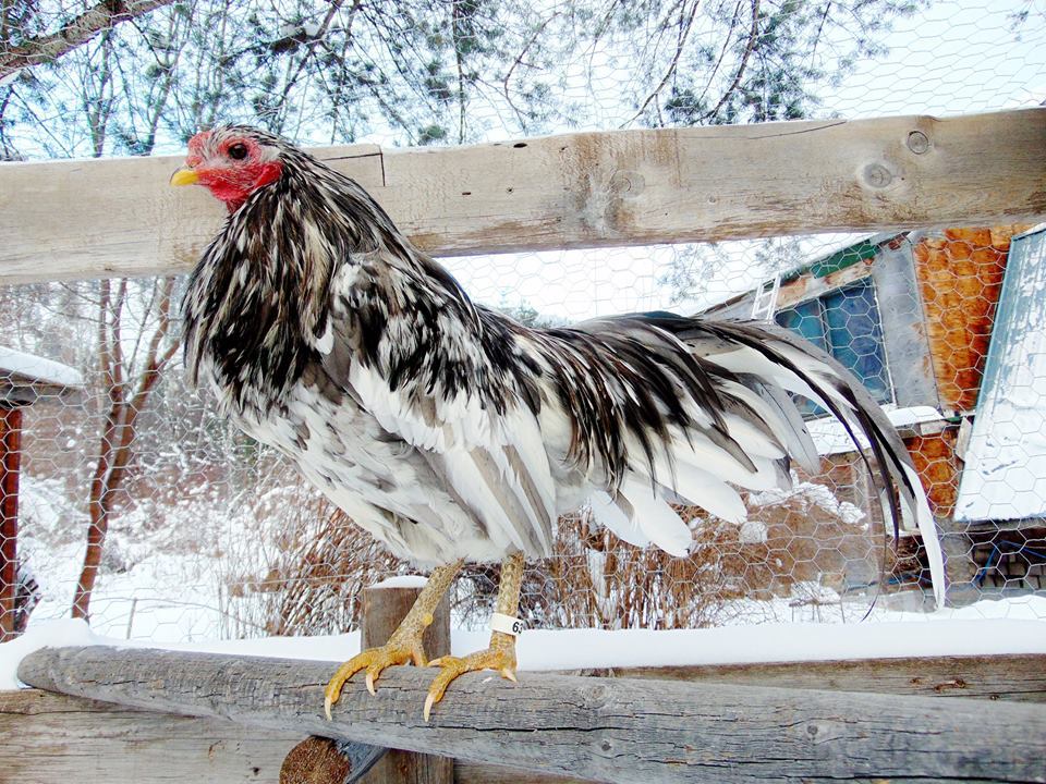 Splash Rooster Named Rannoch. Rannoch was trained to follow me, sit on my shoulder all day, fly up on my arm or a roost on command and come when called.