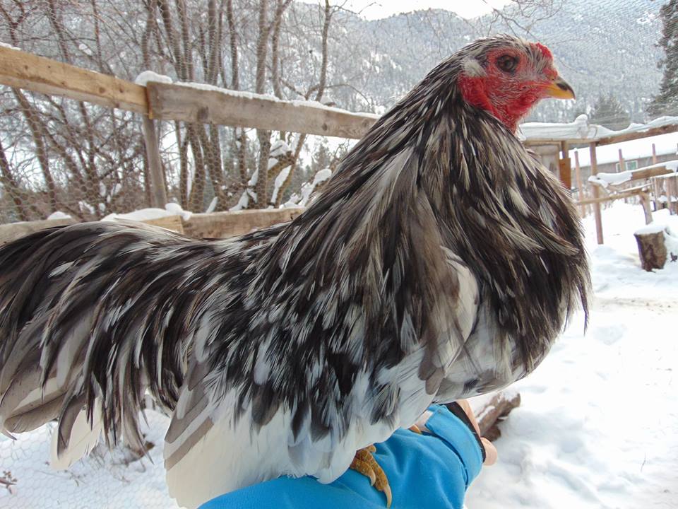 Splash Rooster Named Rannoch. Rannoch was trained to follow me, sit on my shoulder all day, fly up on my arm or a roost on command and come when called.