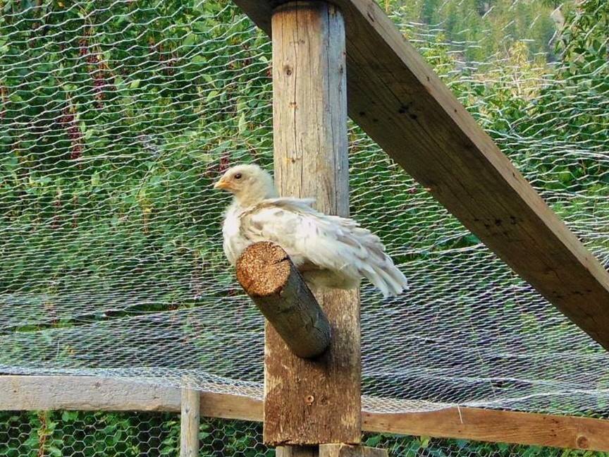 Splash Rooster Named Rannoch. Rannoch was trained to follow me, sit on my shoulder all day, fly up on my arm or a roost on command and come when called.