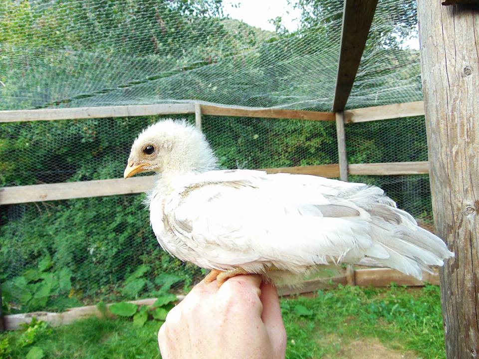 Splash Rooster Named Rannoch. Rannoch was trained to follow me, sit on my shoulder all day, fly up on my arm or a roost on command and come when called.