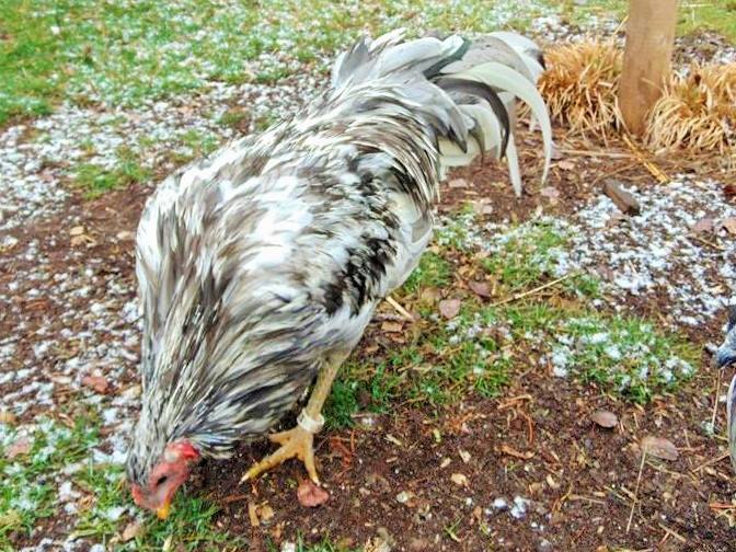 Splash Rooster Named Rannoch. Rannoch was trained to follow me, sit on my shoulder all day, fly up on my arm or a roost on command and come when called.