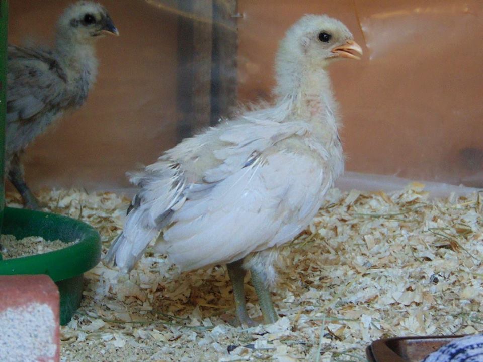 Splash Rooster Named Rannoch. Rannoch was trained to follow me, sit on my shoulder all day, fly up on my arm or a roost on command and come when called.