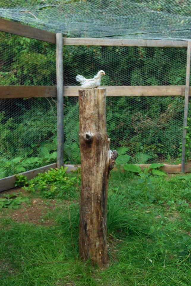 Splash Rooster Named Rannoch. Rannoch was trained to follow me, sit on my shoulder all day, fly up on my arm or a roost on command and come when called.