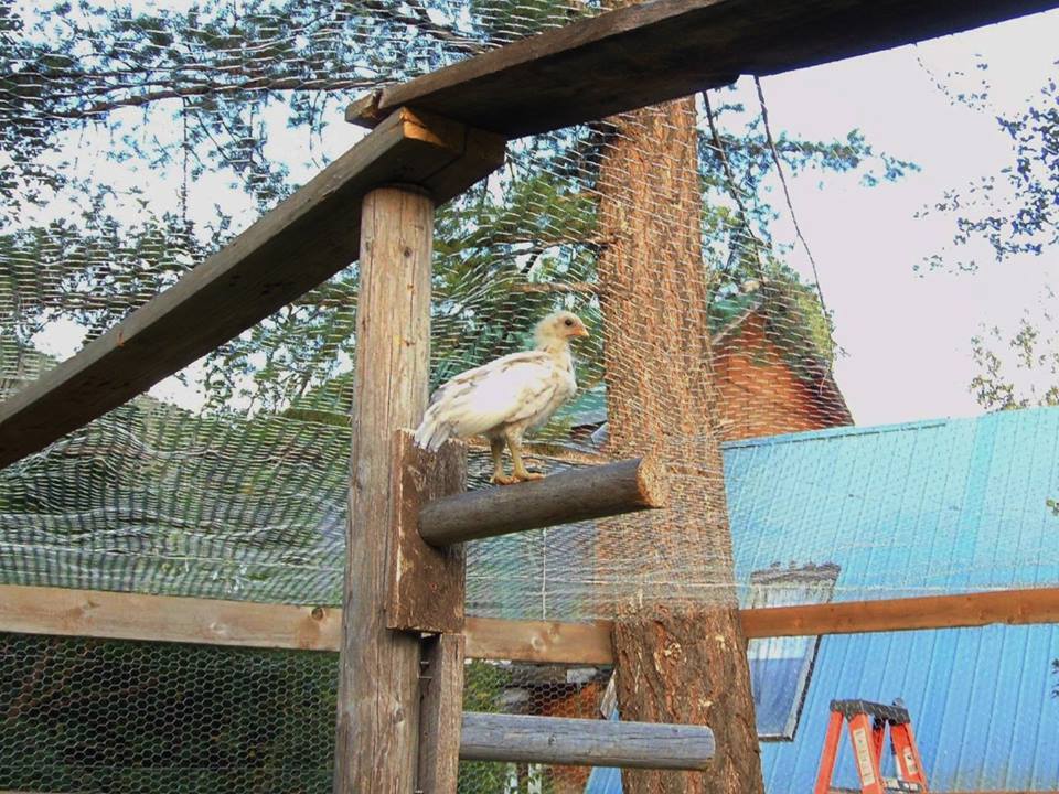 Splash Rooster Named Rannoch. Rannoch was trained to follow me, sit on my shoulder all day, fly up on my arm or a roost on command and come when called.