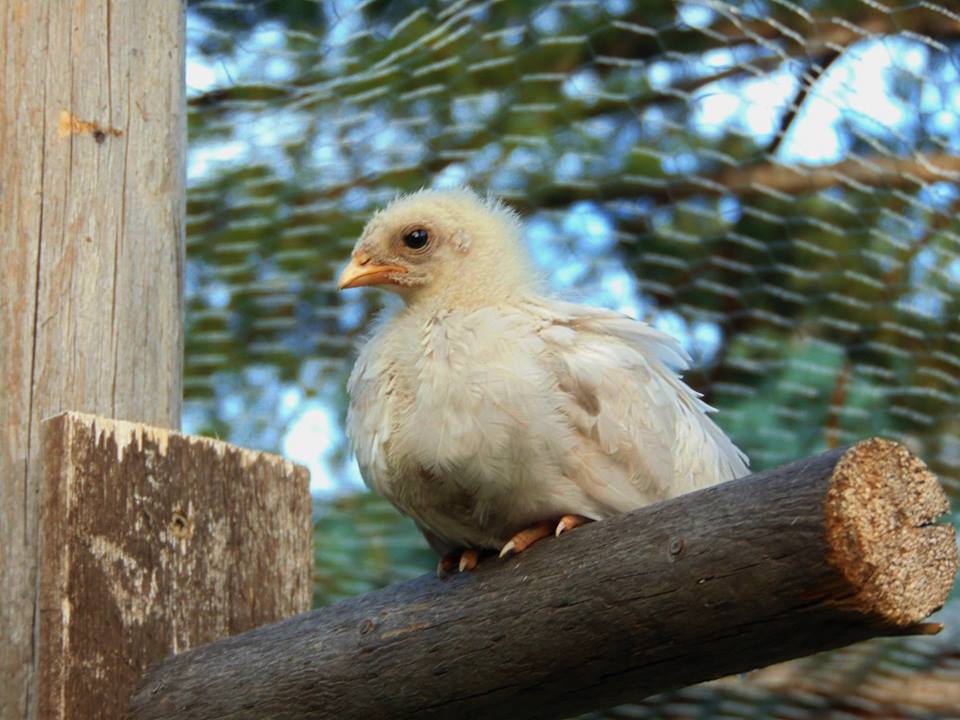 Splash Rooster Named Rannoch. Rannoch was trained to follow me, sit on my shoulder all day, fly up on my arm or a roost on command and come when called.