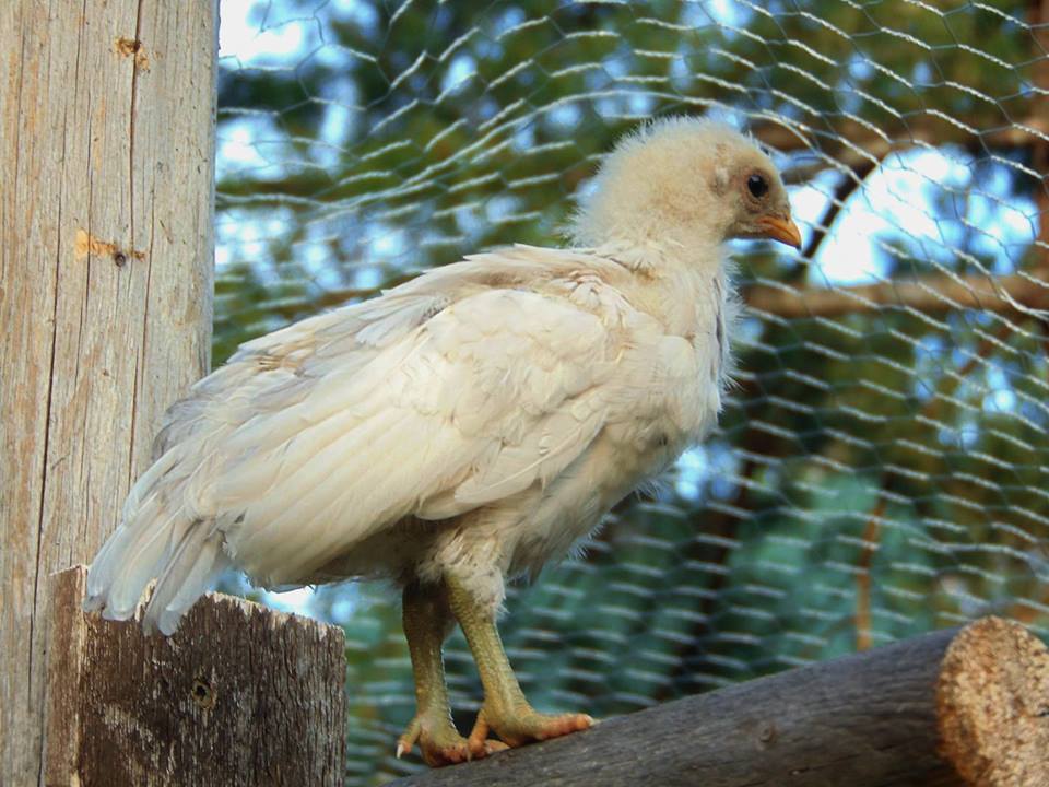 Splash Rooster Named Rannoch. Rannoch was trained to follow me, sit on my shoulder all day, fly up on my arm or a roost on command and come when called.
