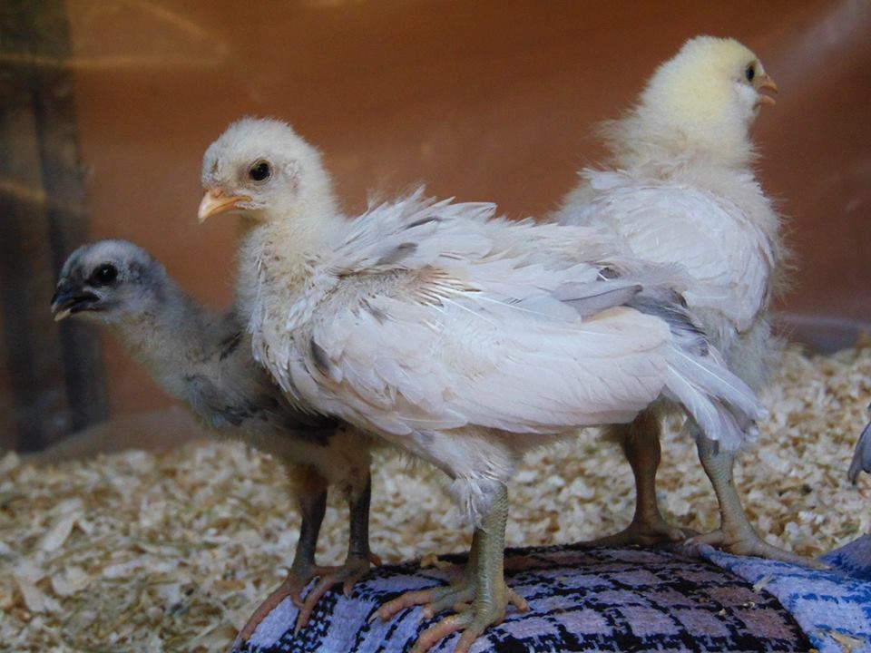 Splash Rooster Named Rannoch. Rannoch was trained to follow me, sit on my shoulder all day, fly up on my arm or a roost on command and come when called.