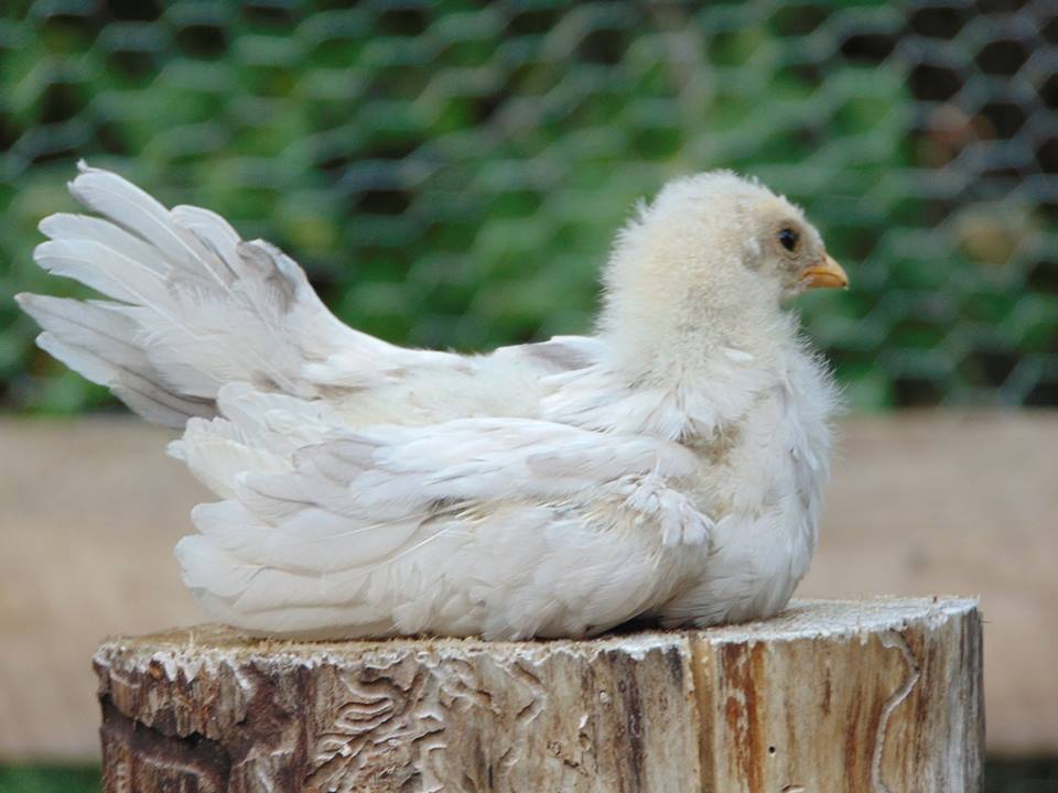 Splash Rooster Named Rannoch. Rannoch was trained to follow me, sit on my shoulder all day, fly up on my arm or a roost on command and come when called.