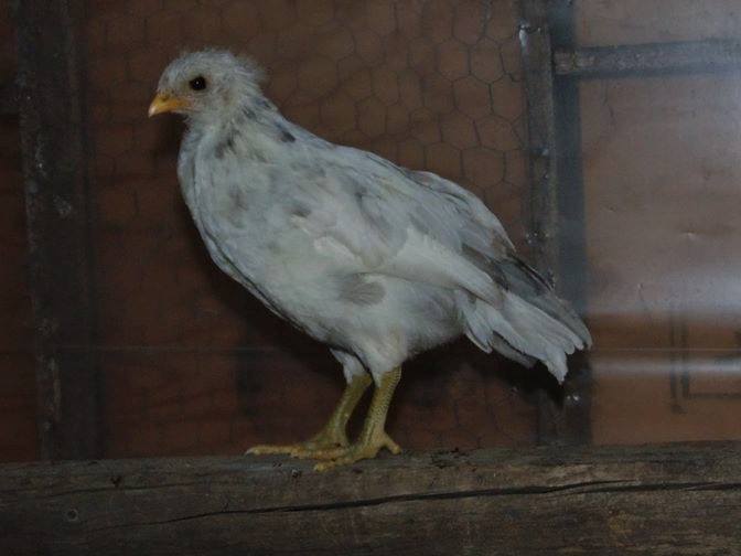 Splash Rooster Named Rannoch. Rannoch was trained to follow me, sit on my shoulder all day, fly up on my arm or a roost on command and come when called.