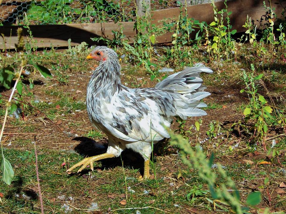 Splash Rooster Named Rannoch. Rannoch was trained to follow me, sit on my shoulder all day, fly up on my arm or a roost on command and come when called.