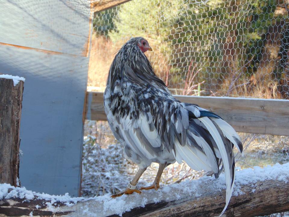 Splash Rooster Named Rannoch. Rannoch was trained to follow me, sit on my shoulder all day, fly up on my arm or a roost on command and come when called.