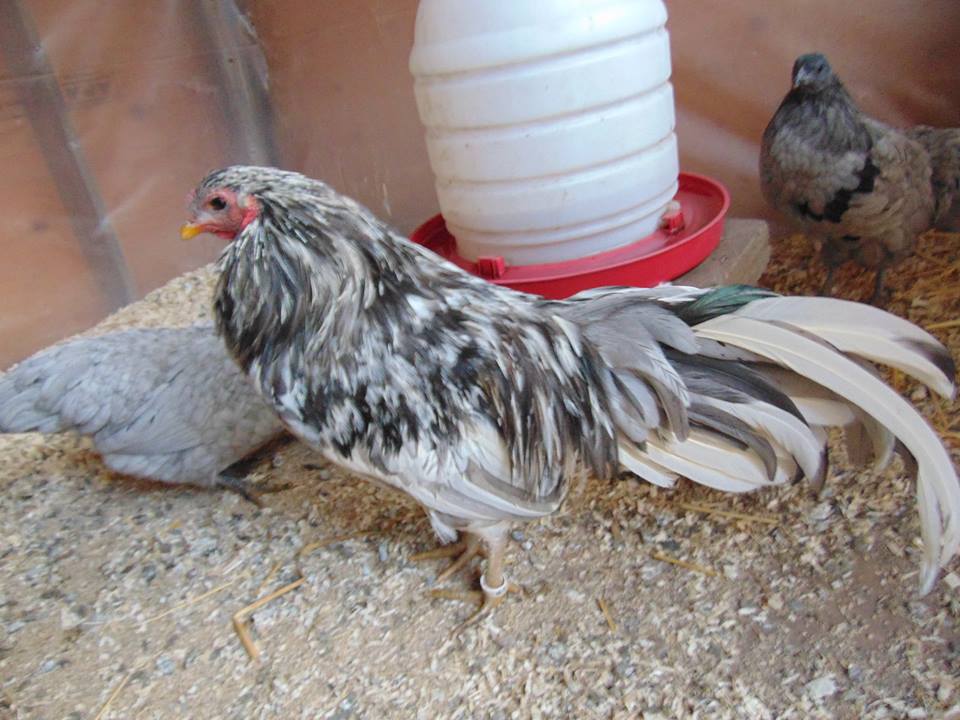 Splash Rooster Named Rannoch. Rannoch was trained to follow me, sit on my shoulder all day, fly up on my arm or a roost on command and come when called.