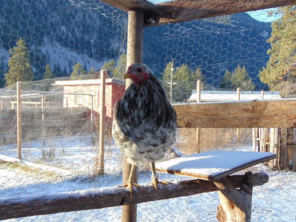 Splash Rooster Named Rannoch. Rannoch was trained to follow me, sit on my shoulder all day, fly up on my arm or a roost on command and come when called.
