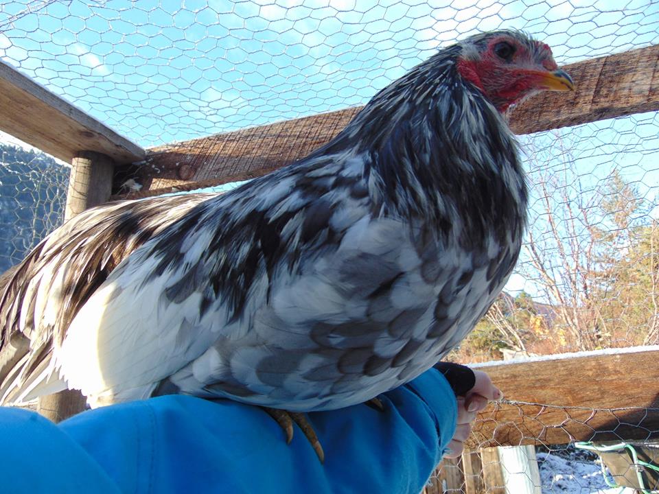 Splash Rooster Named Rannoch. Rannoch was trained to follow me, sit on my shoulder all day, fly up on my arm or a roost on command and come when called.