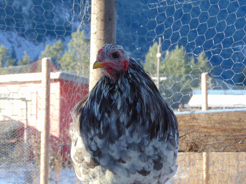 Splash Rooster Named Rannoch. Rannoch was trained to follow me, sit on my shoulder all day, fly up on my arm or a roost on command and come when called.