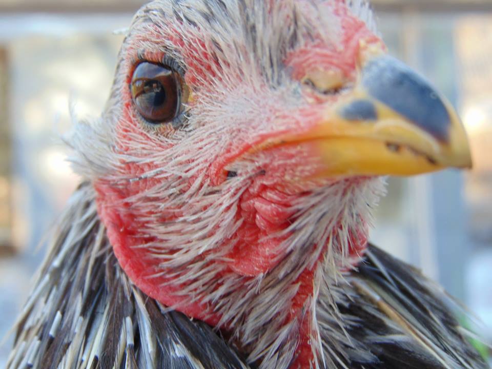 Splash Rooster Named Rannoch. Rannoch was trained to follow me, sit on my shoulder all day, fly up on my arm or a roost on command and come when called.