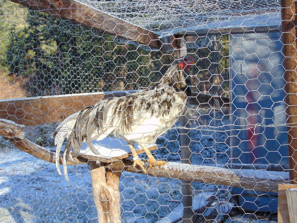 Splash Rooster Named Rannoch. Rannoch was trained to follow me, sit on my shoulder all day, fly up on my arm or a roost on command and come when called.