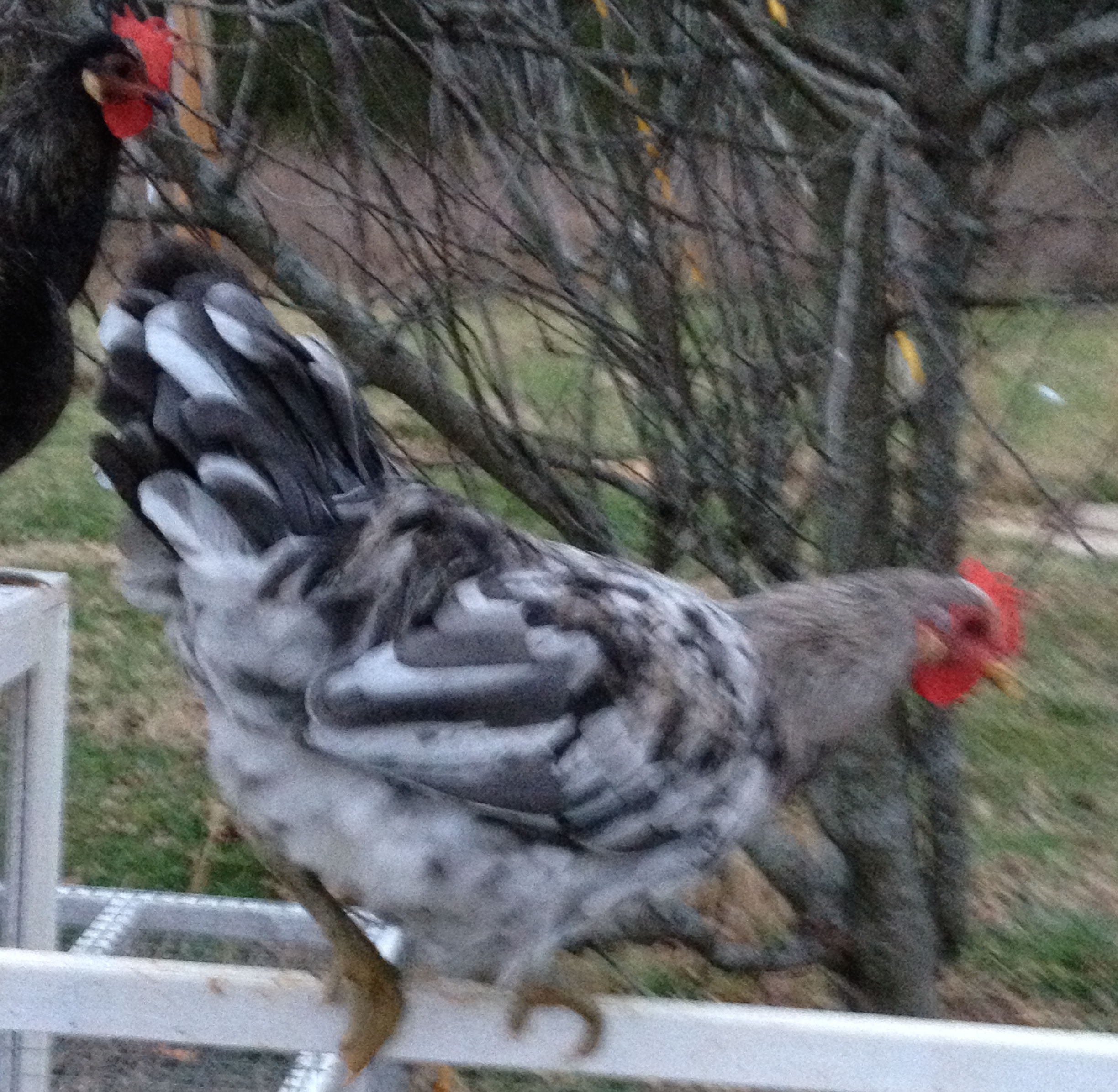Splash rooster. Original import.