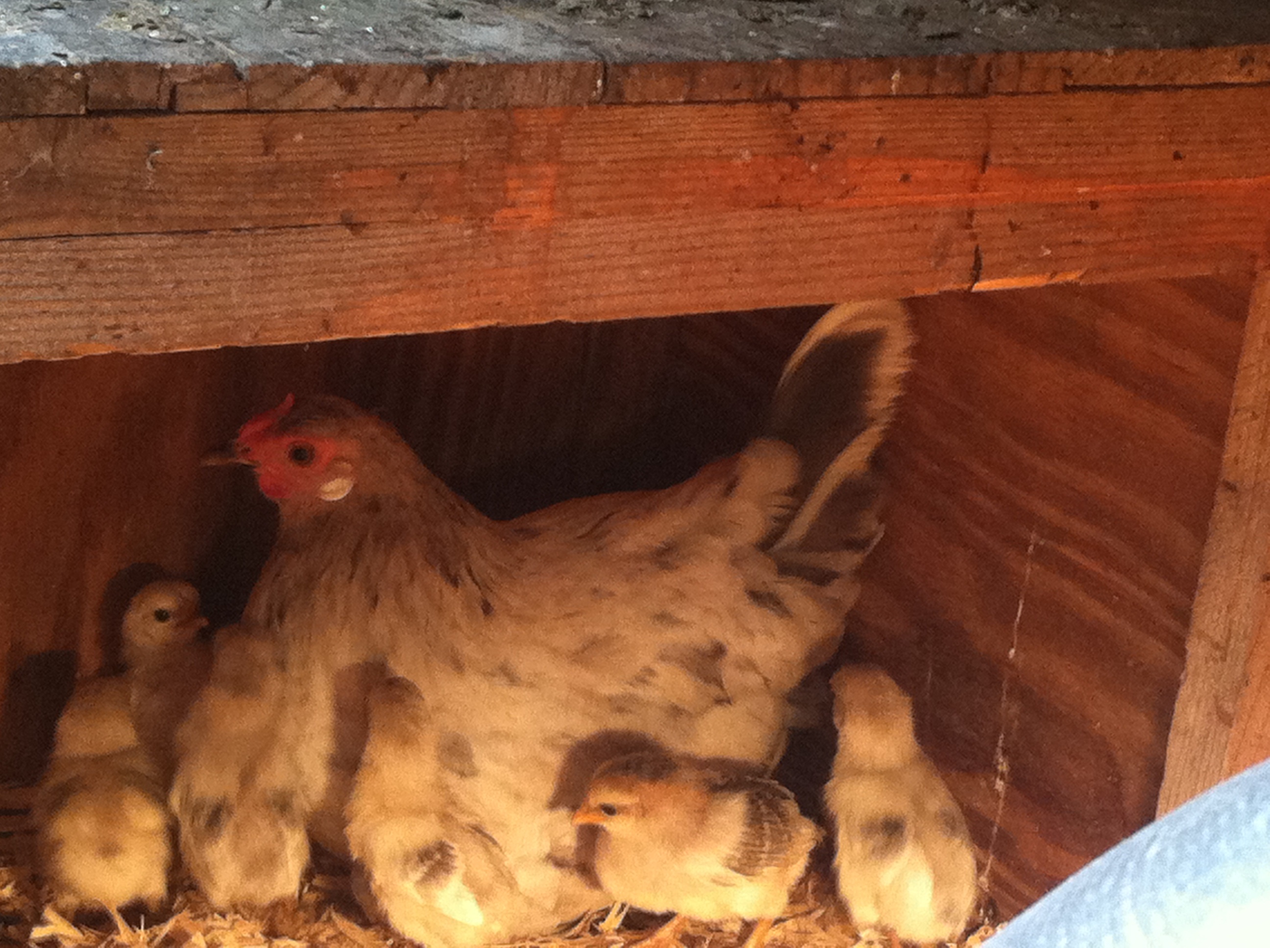 Splash rose comb hen and peeps