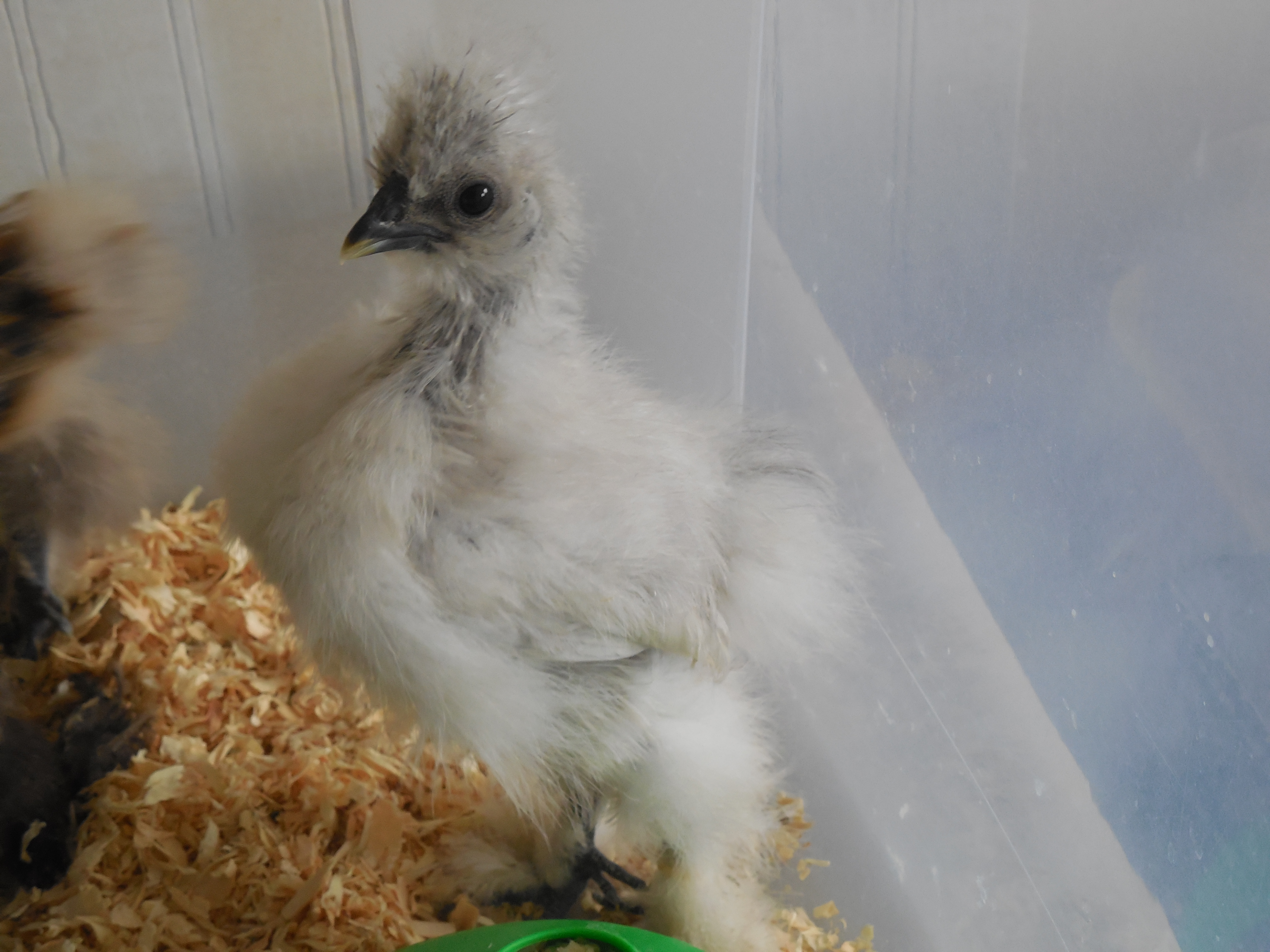 Splash Silkie Pepper