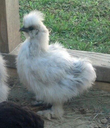 Splash Silkie