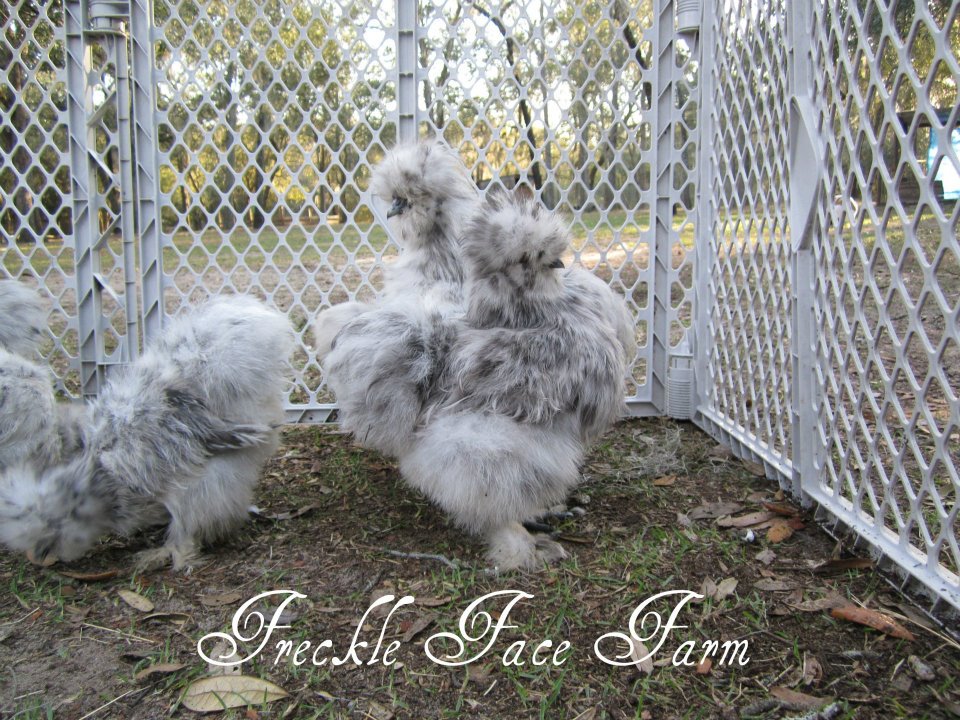 *
Splash Silkies