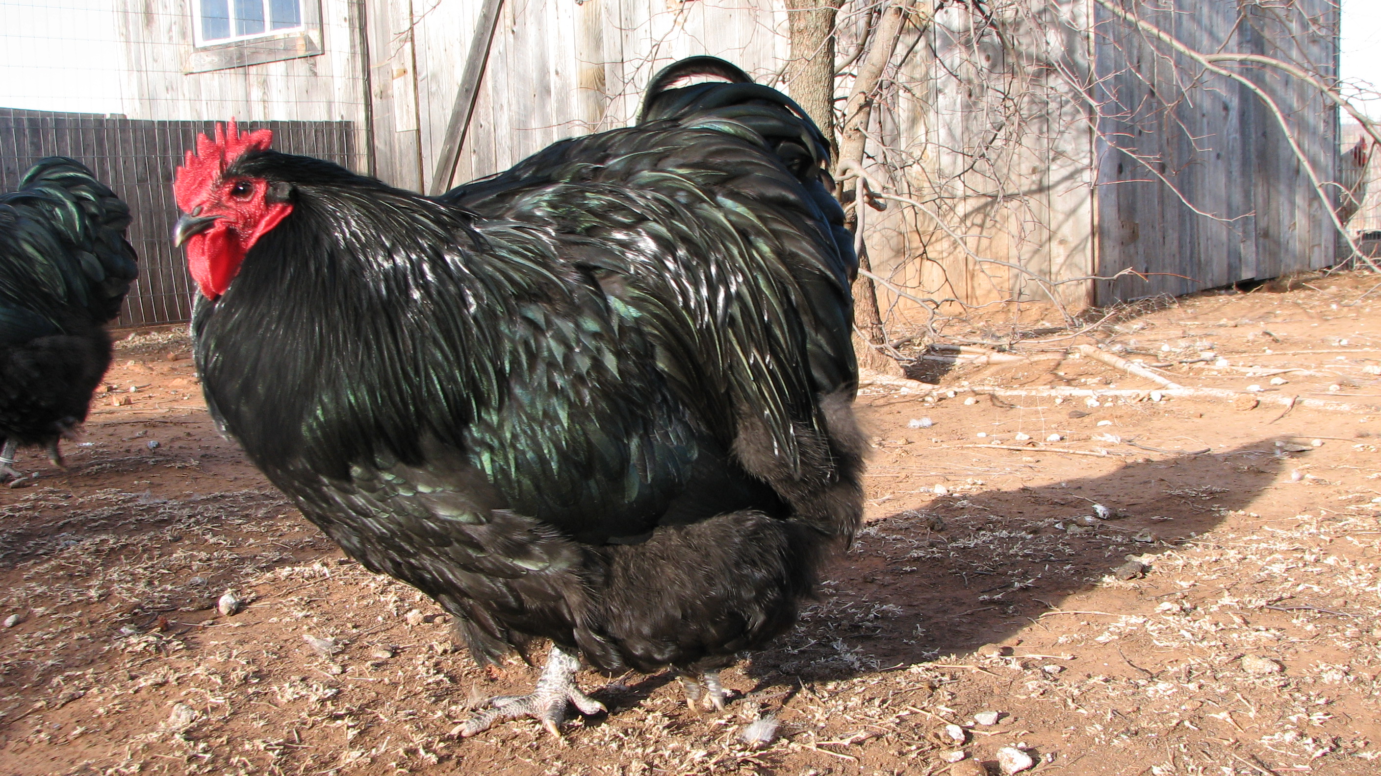 Split chocolate rooster
