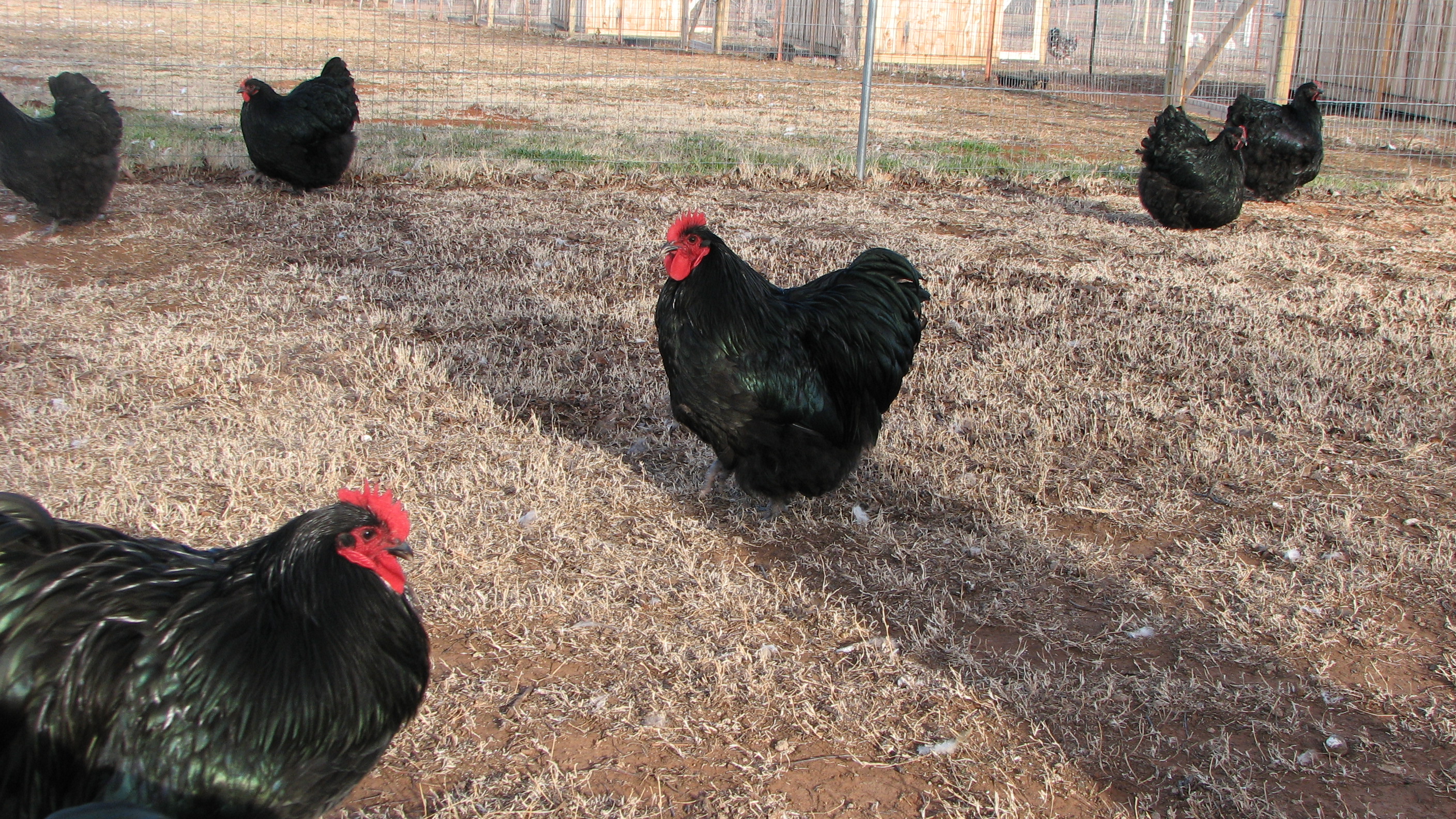 Split chocolate roosters with black hens